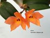 Sophronitis cernua 